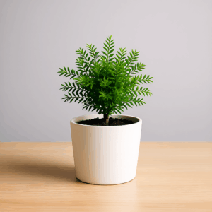 Indoor Plant